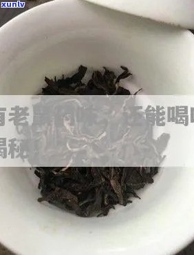 普洱茶一股老鼠屎味