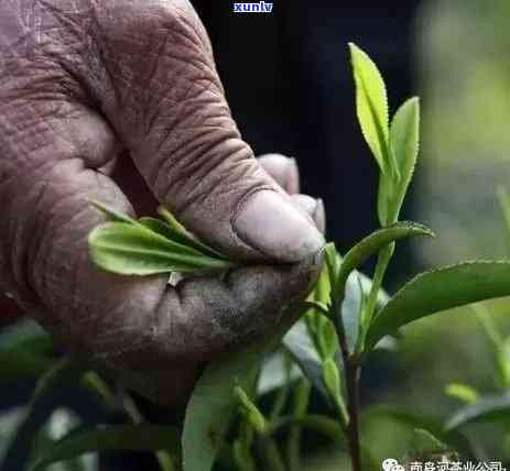 普洱茶叶的外观特征、口感、功效与选购技巧：一篇全面的入门指南