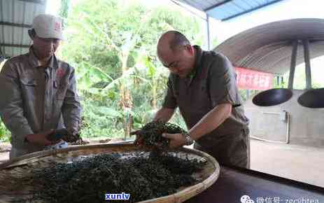 十年磨一剑：古树普洱茶的传奇