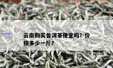 云南普洱茶批发价格及货源查询，一斤多少钱？批发报价