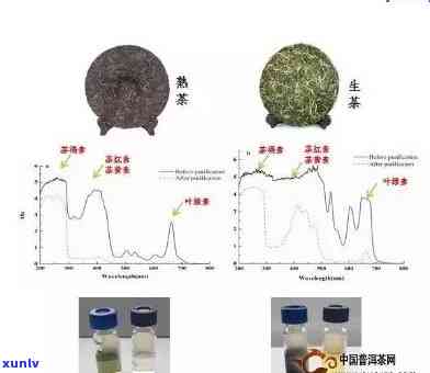 普洱茶是否含有致癌物质？答案及相关研究分析一览