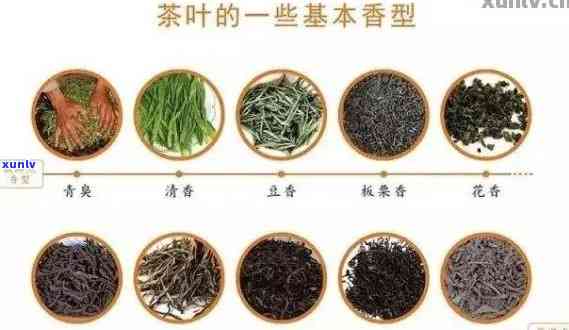 探究十几年普洱茶的香气：成分、原因与品鉴 *** 一文解析