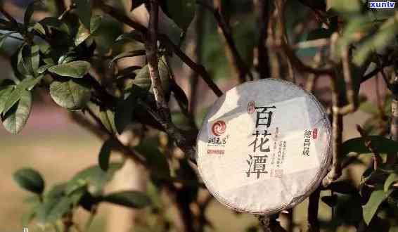 云南百花山普洱茶的特色与口感分析：一款值得尝试的新茶品