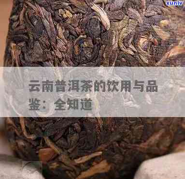 云南普洱茶之一：全方位解析与品鉴指南，让你成为普洱茶专家