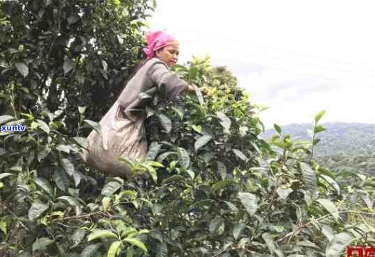 采普洱茶多少钱一斤