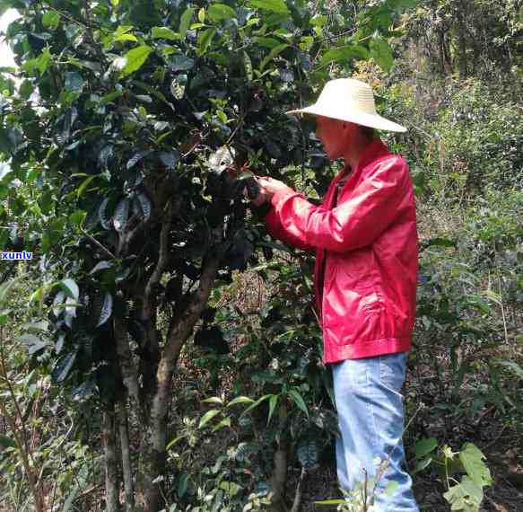 从设计到镶嵌：如何选择和搭配翡翠福豆吊坠，打造完美的佩戴体验