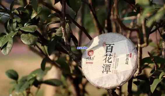 百花潭普洱茶怎么样