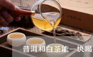 普洱茶与白茶可一起泡吗？