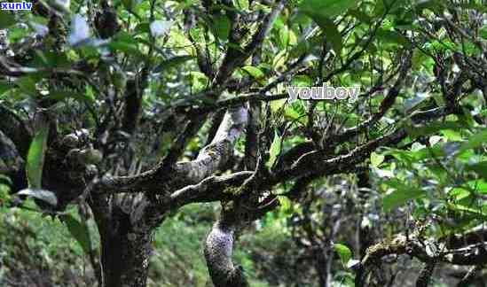 探究普洱茶百年价格变化：、古树、陈年等差异对价值的影响