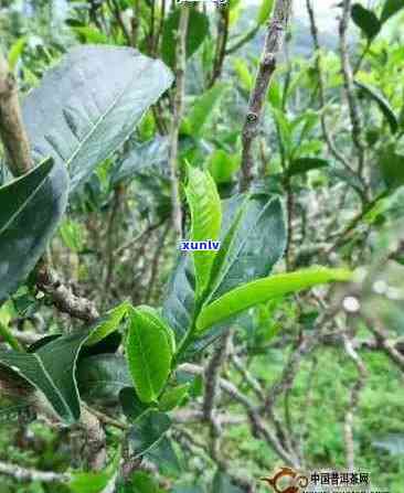 普洱茶一棵树的品种、 *** 工艺、品饮 *** 及功效详解