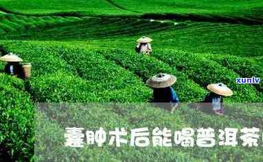 肾囊肿能喝普洱茶吗