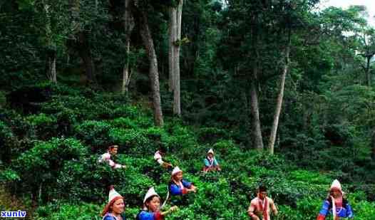 云南四大名山之最：探究普洱茶的产地与文化魅力