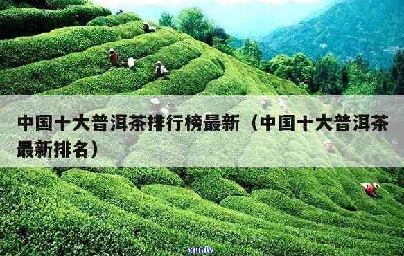 中期普洱茶十大排名