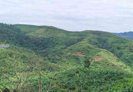 普洱茶四大山头是哪？四大普洱茶区的山头数目、四大名山与6大山头的排名