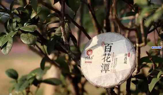 百花潭普洱茶生普古树：云南特色，价格实，品质越