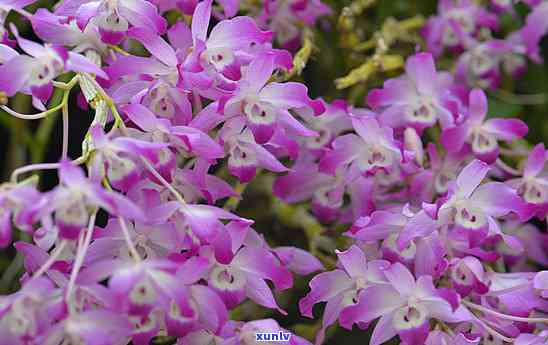 阳绿翡翠雕花貔貅：价值评估与市场行情分析