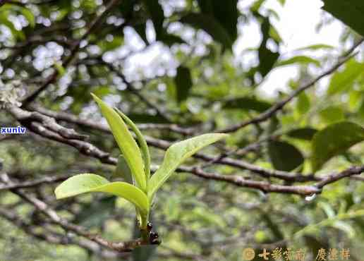 易武正山绿印古树茶：野性之味，生态之韵