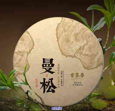 普洱茶易武曼松古树