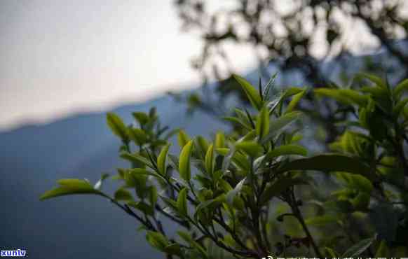 云南明前春茶：普洱茶与生茶的璀璨融合