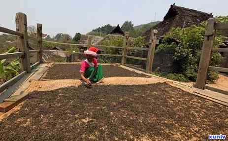 云南普洱茶五大茶山探秘：揭秘古代制茶工艺与现代茶园风光