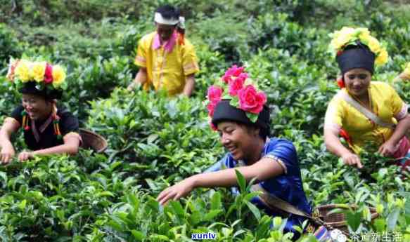 勐海普洱茶5月节日