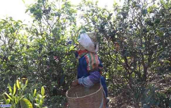 普洱茶古树茶产量及市场分析：探索稀有茶叶的价值与前景