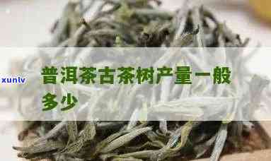 古树普洱茶一亩产量