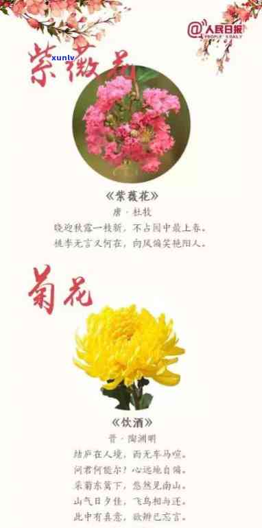 百花韵：百首诗词吟咏花之歌