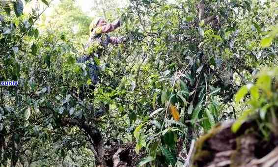 老曼峨山普洱茶的产地及其独特魅力探究