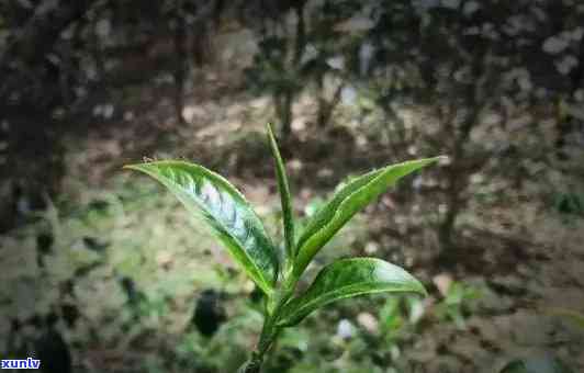 革登古树勐库普洱茶：品种特点、 *** 工艺与品鉴 *** 全面解析