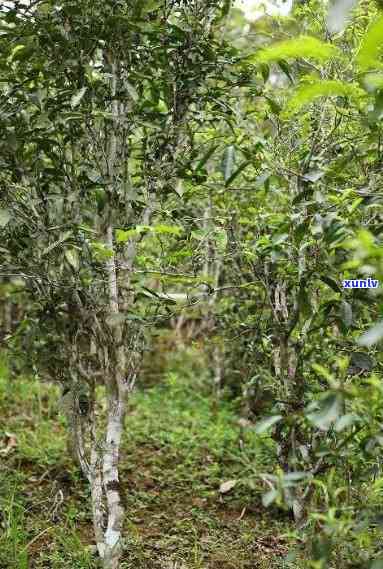 革登古树勐库普洱茶：品种特点、 *** 工艺与品鉴 *** 全面解析