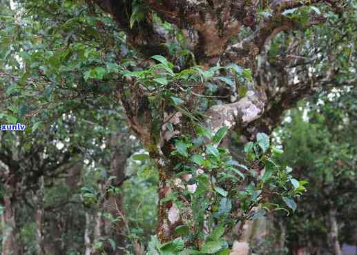 革登古树勐库普洱茶：品种特点、 *** 工艺与品鉴 *** 全面解析