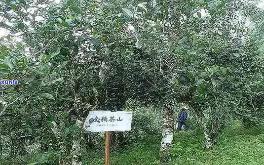 南糯山只产普洱茶吗？南糯山的普洱茶品种及口感特点