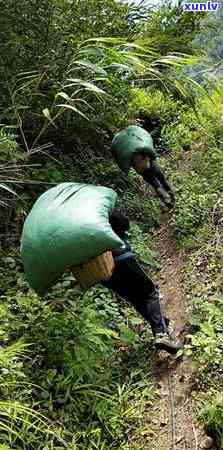 普洱茶十大顶级山头：产地排名、著名及好坏鉴别