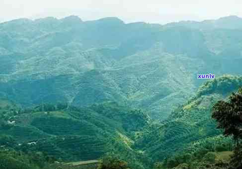 揭秘普洱茶十大山头：品味大山韵味，领略普洱茶文化之美