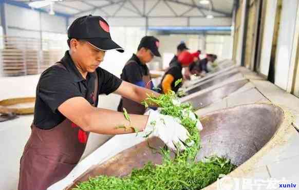 西双版纳铜雀台茶业公司：传承古法的普洱茶生产基地