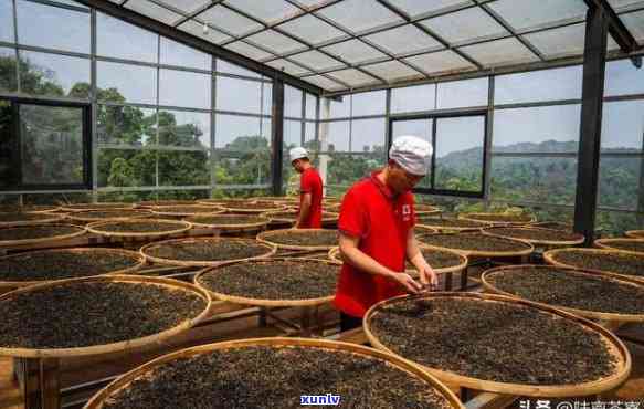 西双版纳铜雀台茶业公司：传承古法的普洱茶生产基地