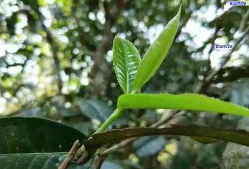 三叉箐普洱茶的产地及其山头详细解析