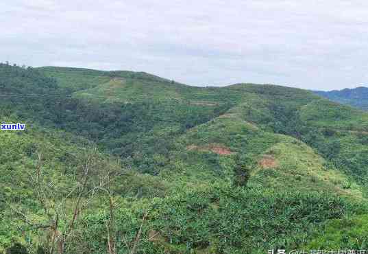 三叉箐普洱茶的产地及其山头详细解析