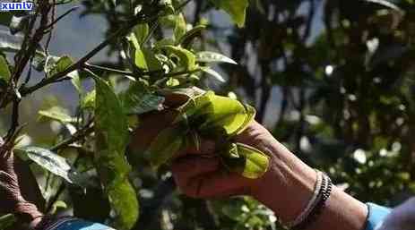 云南七村八寨特色茶叶：探索古树茶文化与传统制茶工艺的魅力