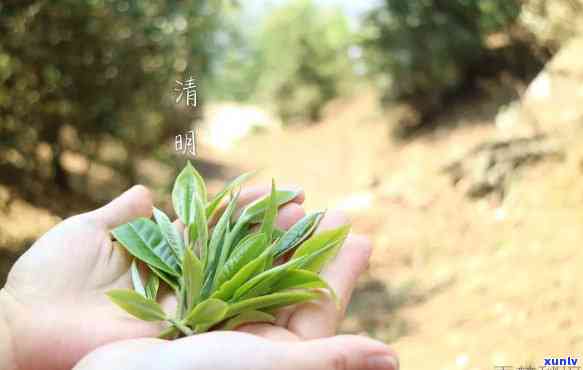 普洱茶安够明前春芽