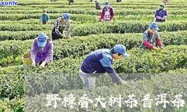 野樟香普洱茶多少钱