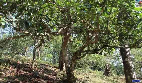 千年古树普洱茶：野生味道的醇厚魅力与独特口感