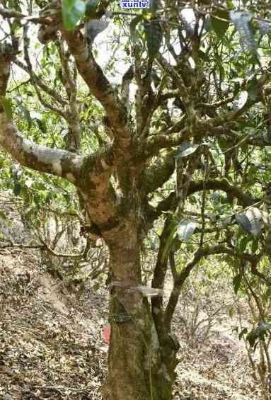 邦东普洱茶：品种特色、古树茶及价格详解