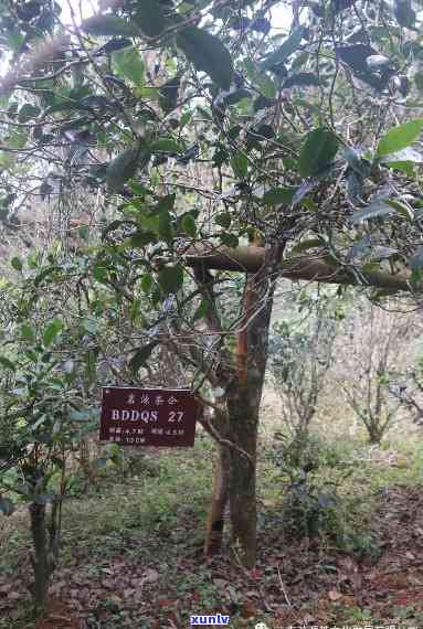 邦东芒麓古树普洱茶