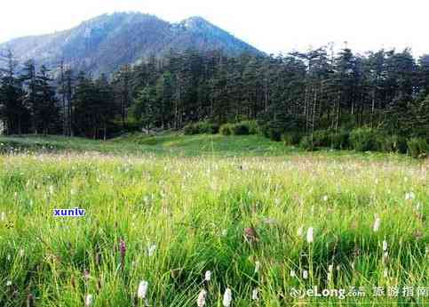 阿姆山自然保护区植物、鸟类及 *** 信息，了解正规与否。