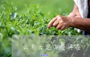 勐海西定山普洱茶：一款独具匠心的优质茶叶价格解析