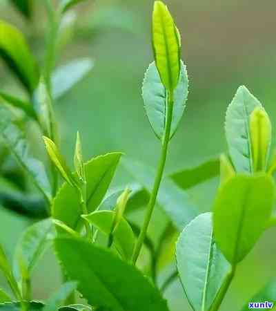 从选茶到泡茶：全面指南 *** 一杯优质的普洱茶