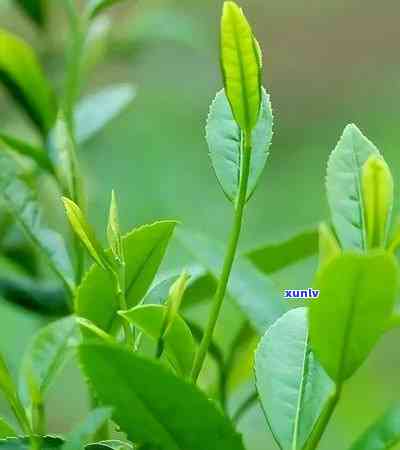 从选茶到泡茶：全面指南 *** 一杯优质的普洱茶