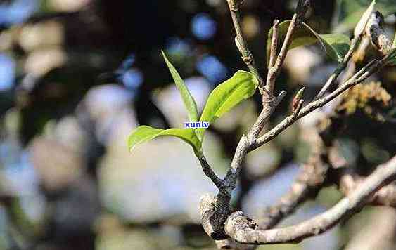 普洱茶第二年青酸味是否仍然可饮？如何处理以保持其品质？